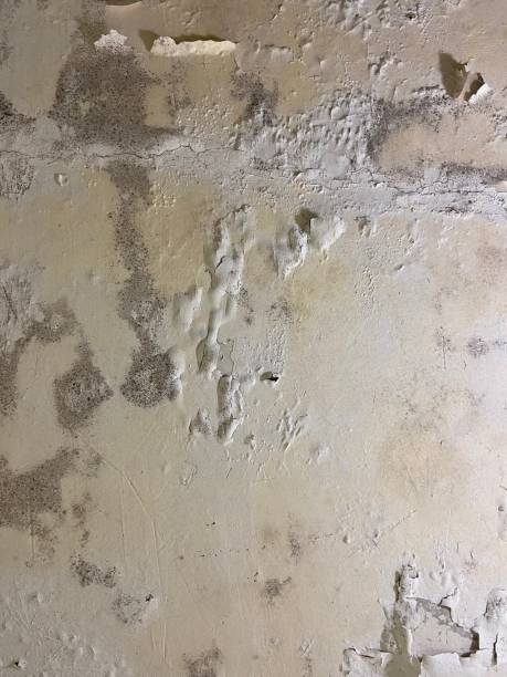 Best Local Mold Removal Service  in Luling, LA