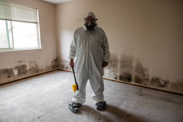 Mold Removal and Inspection in Luling, LA